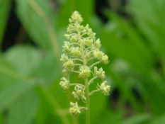 Reseda luteaWilde reseda  bestellen